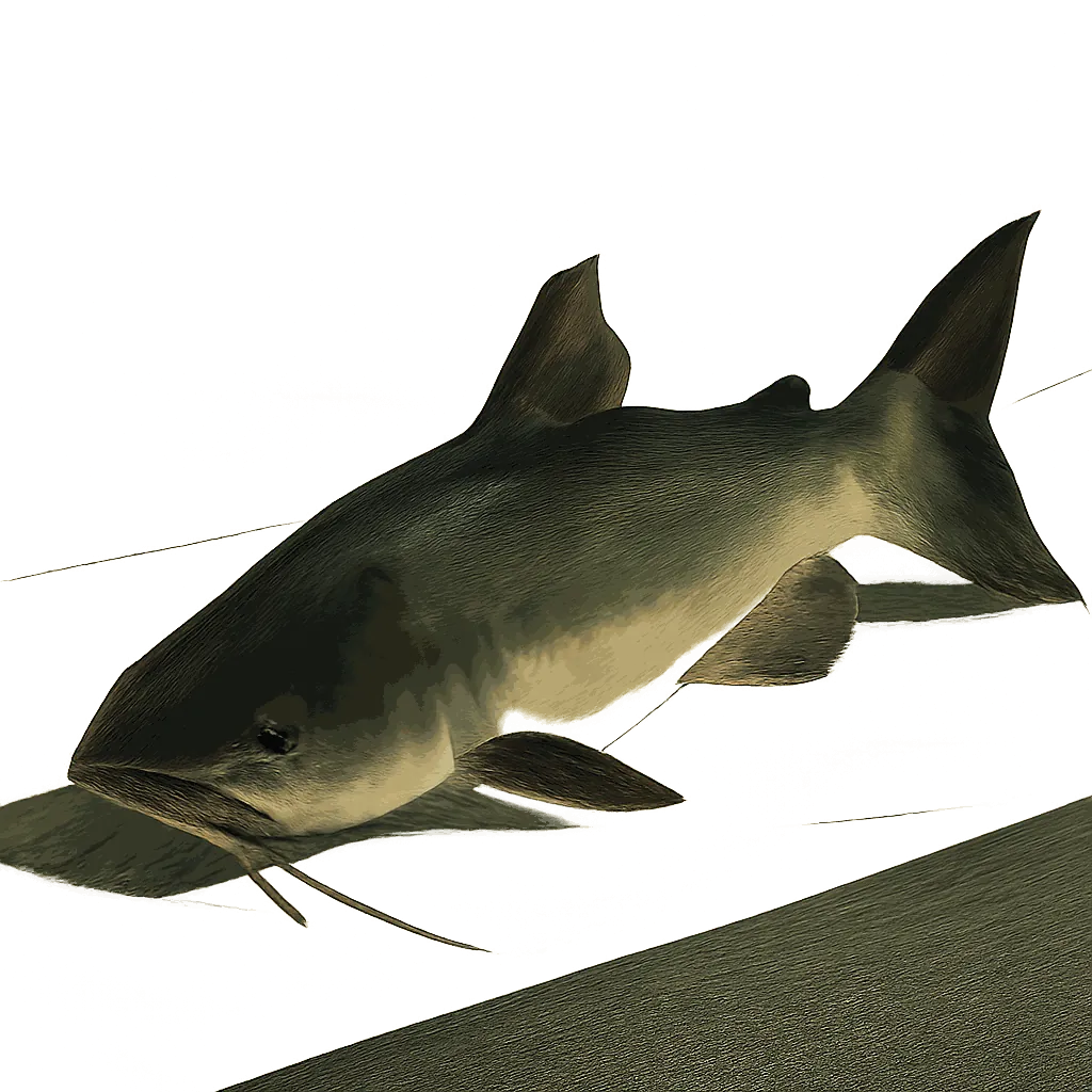 Catfish