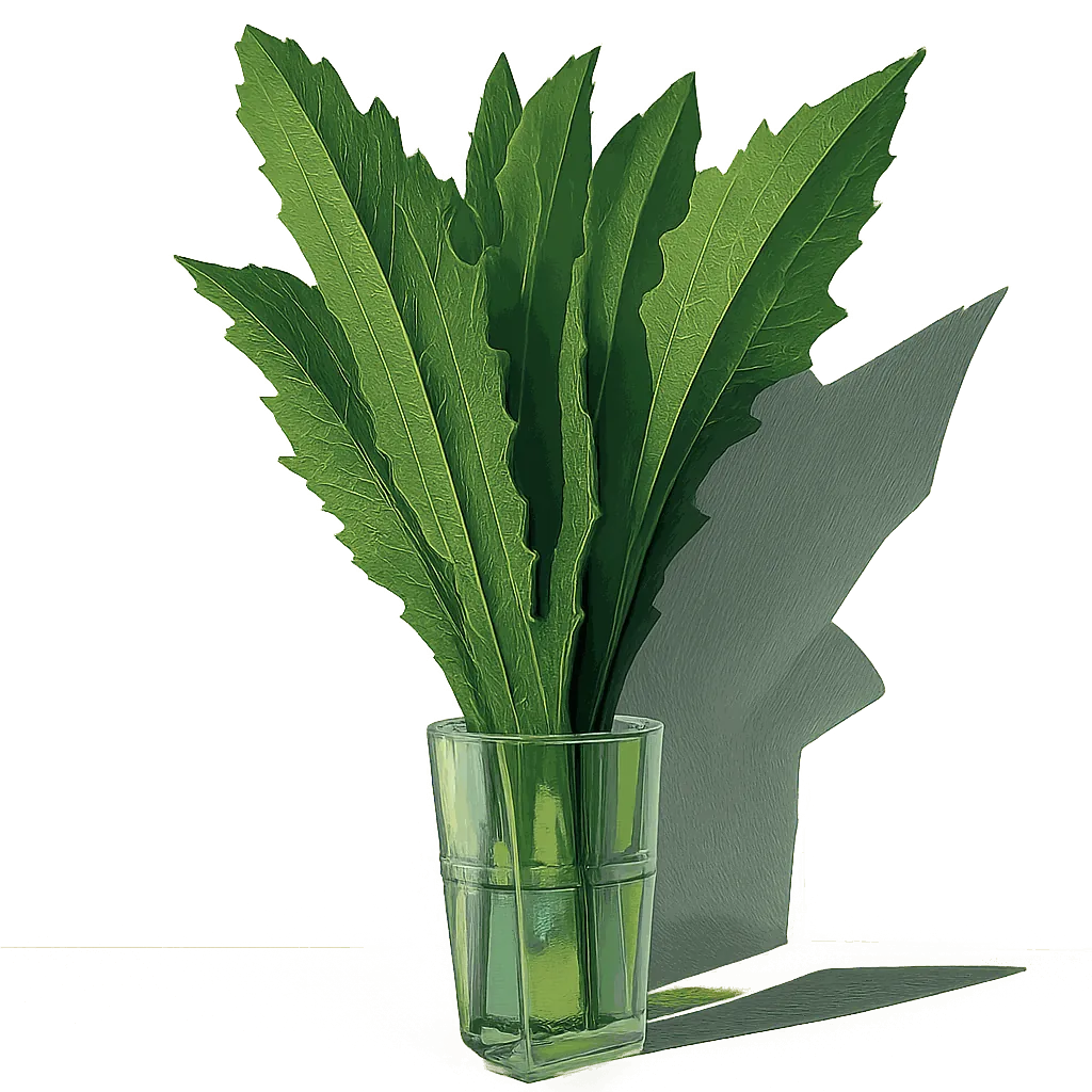 Culantro