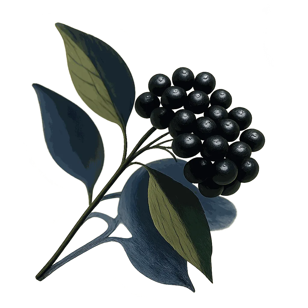 Elderberry