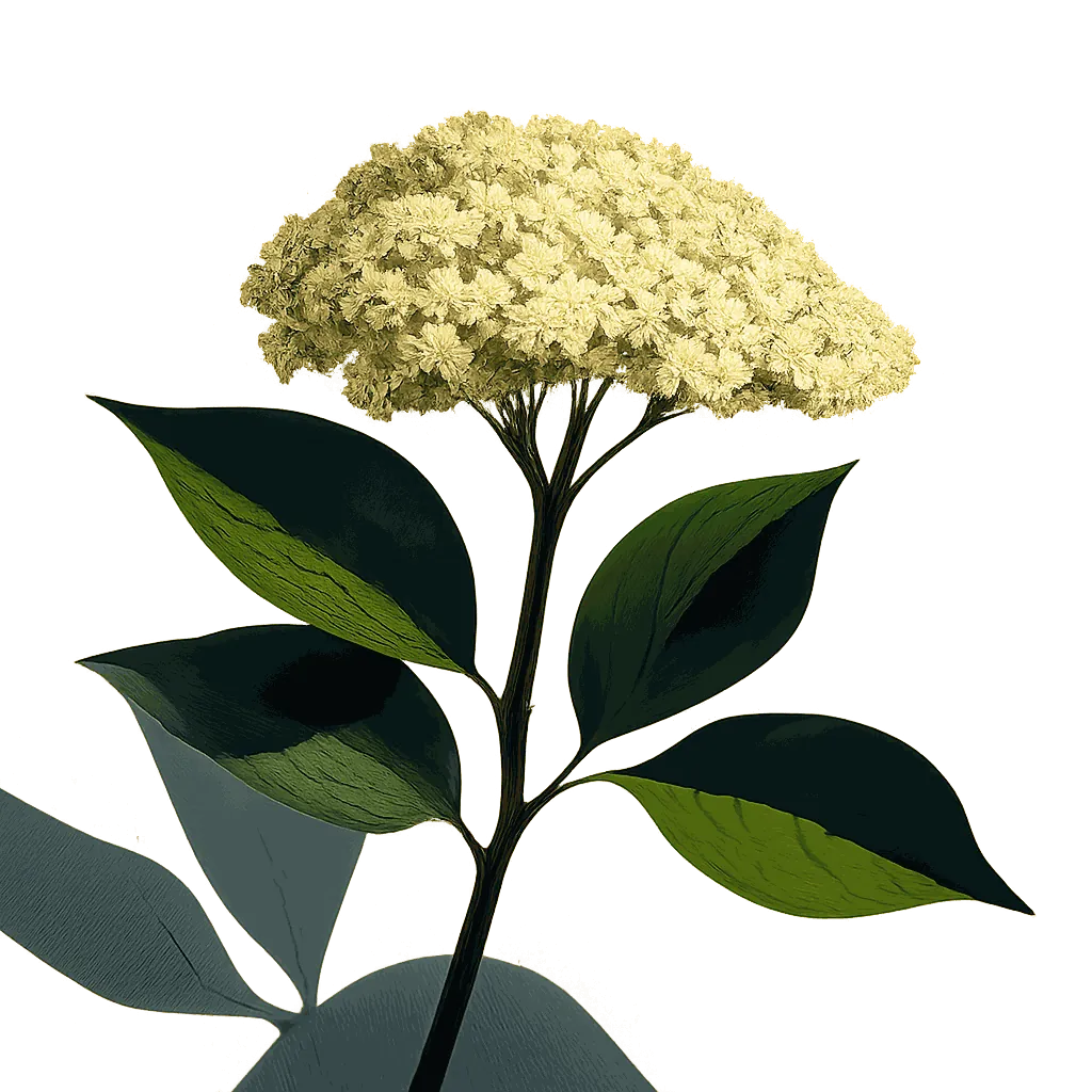 Elderflower