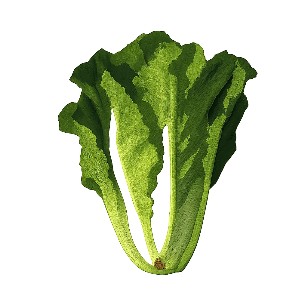 Escarole