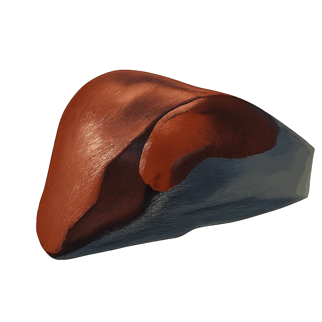 Liver