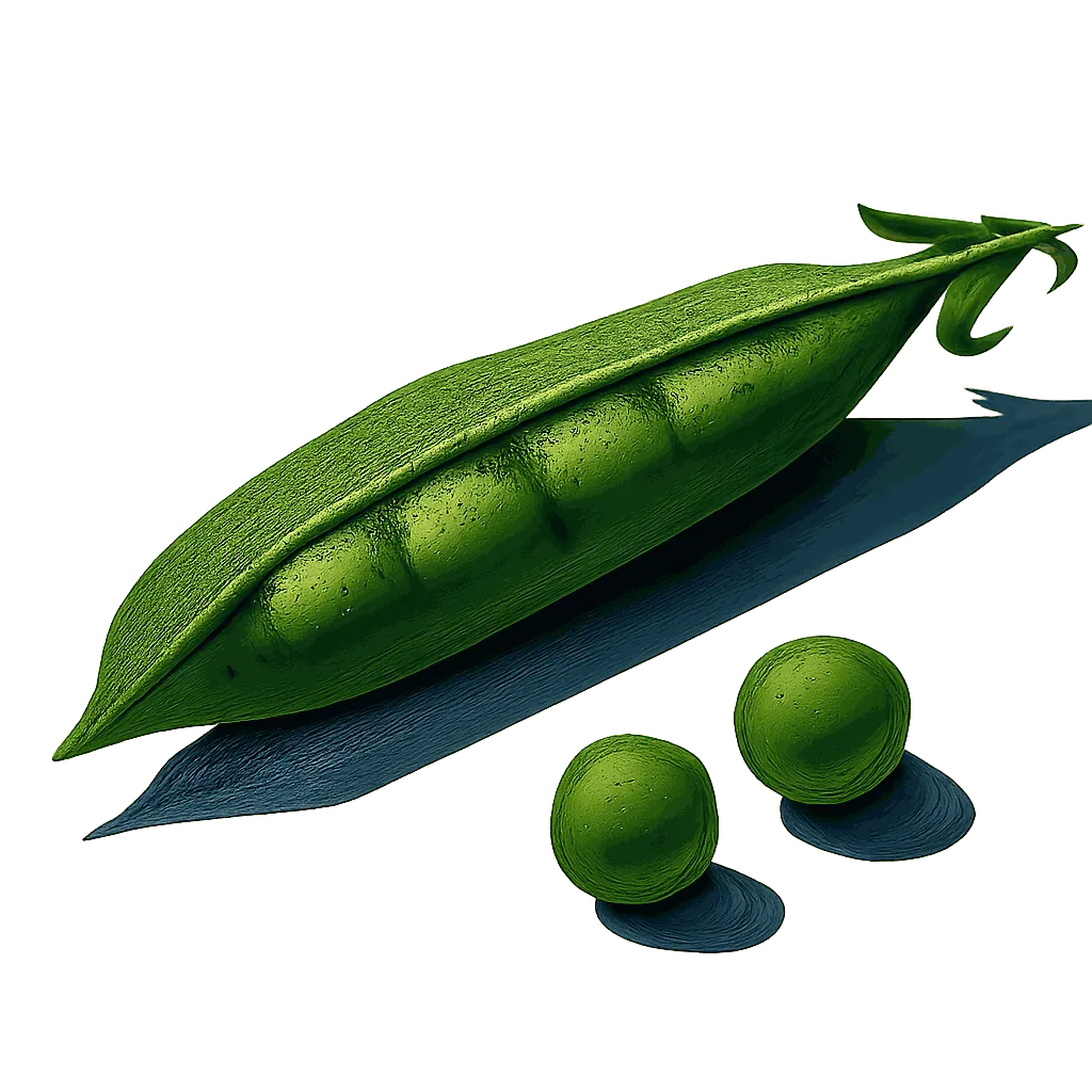Pea