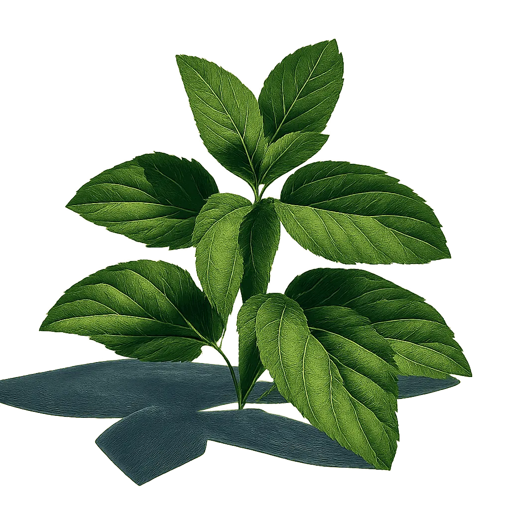 Peppermint