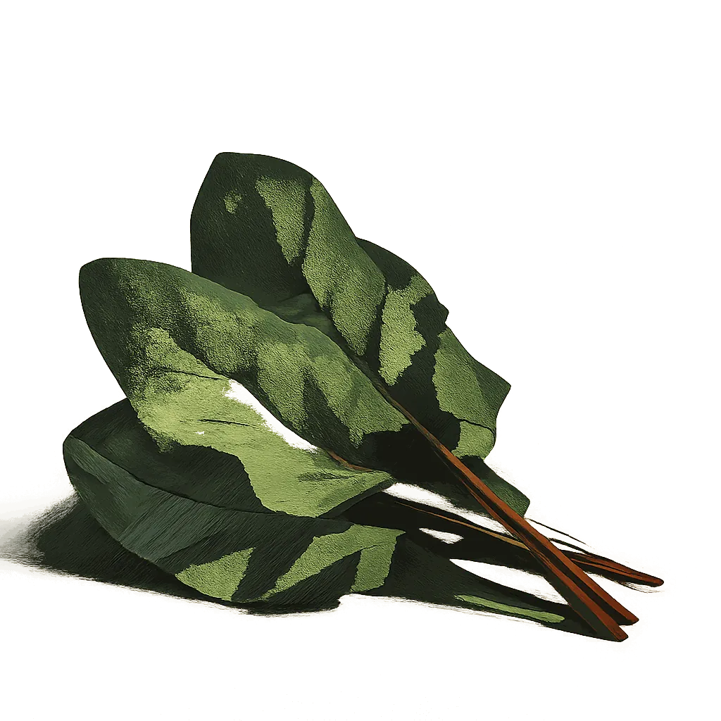 Sorrel